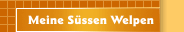 Meine S&uuml;ssen Welpen